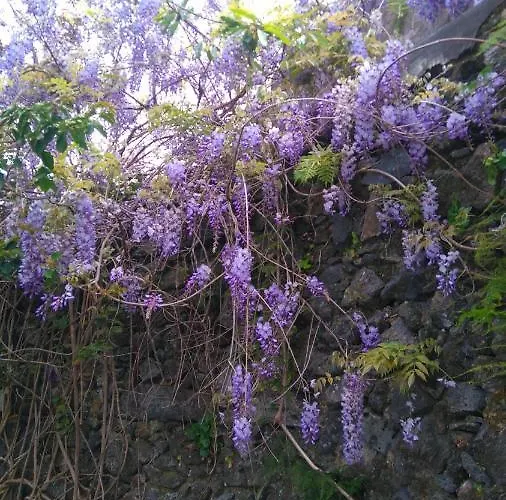 בית נופש Quinta Glicinias