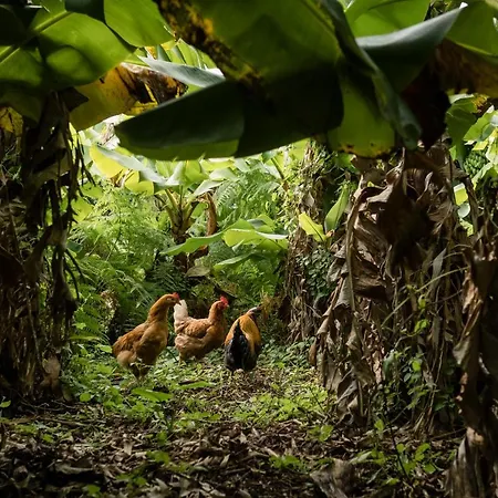 Quinta Glicínias Ferienhaus