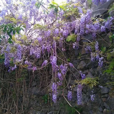Ferienhaus Quinta Glicínias