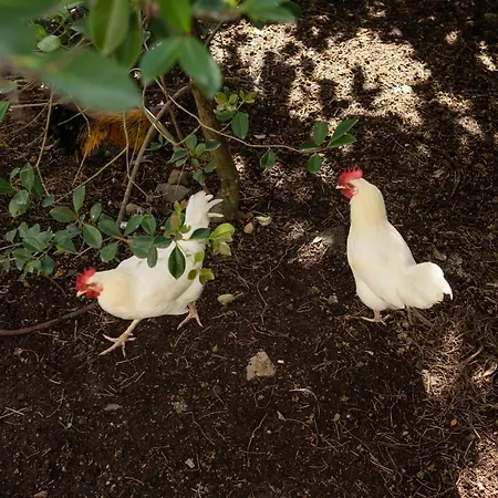 Holiday home Quinta Glicinias *