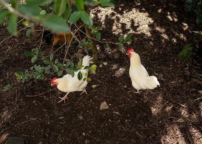 Дом отдыха Quinta Glicinias *